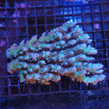 Acropora (SPS) AA045 | Acropora sp.
