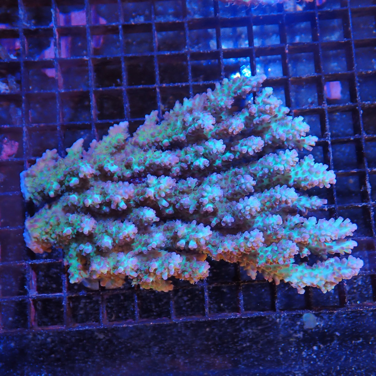 Acropora (SPS) AA045 | Acropora sp.