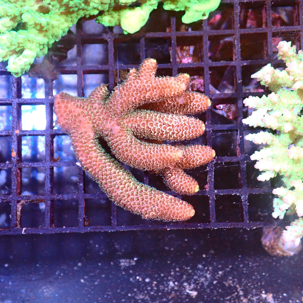 Acropora (SPS) AA001 | Acropora sp. - Red Sea 15K