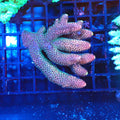 Acropora (SPS) AA001 | Acropora sp. - Red Sea 20K LED