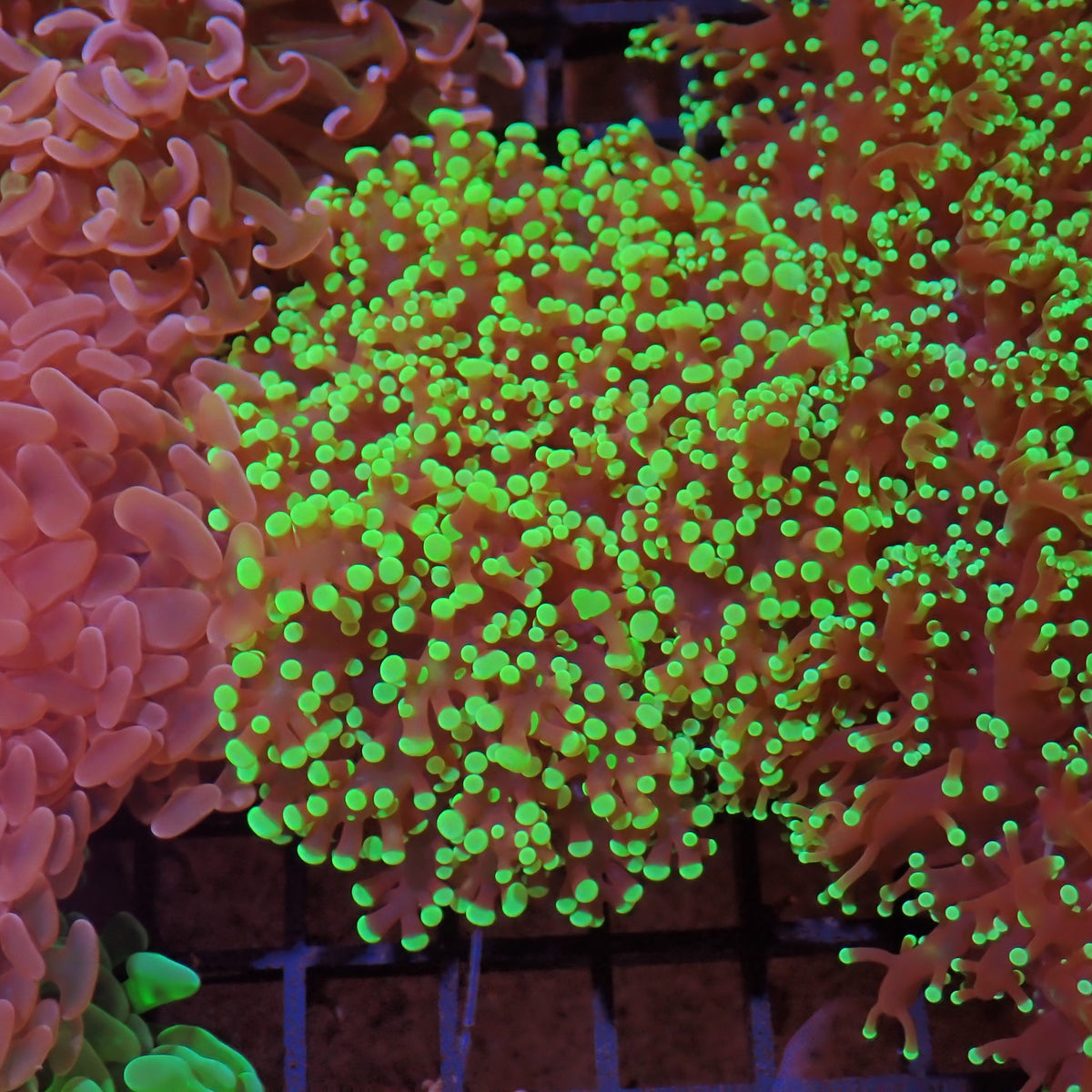 Euphyllia Divisa AA001 | Fimbriaphyllia divisa at ← Red Sea 15k