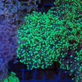 Euphyllia Divisa AA001 | Fimbriaphyllia divisa - Red Sea 20K LED