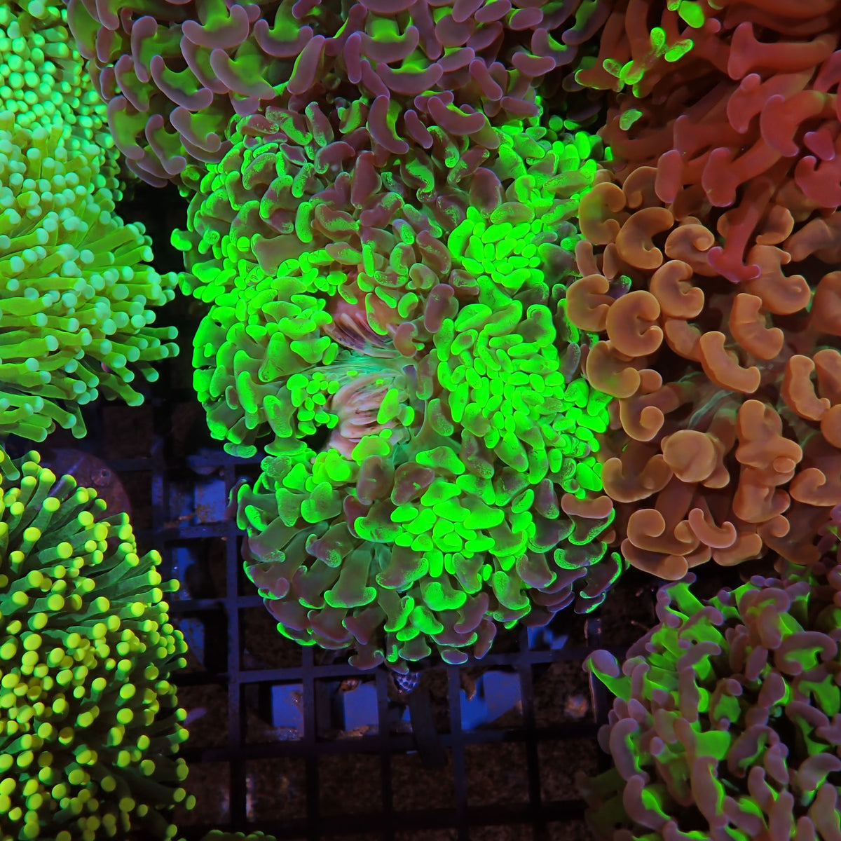Euphyllia Ancora AA001 | Fimbriaphyllia ancora at ← Red Sea 15k