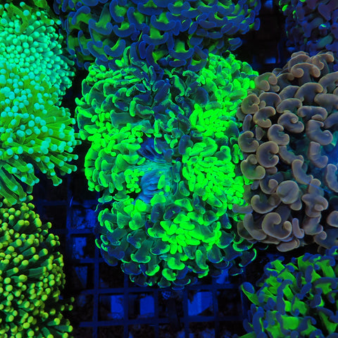 Euphyllia Ancora AA001 | Fimbriaphyllia ancora - Red Sea 20K LED