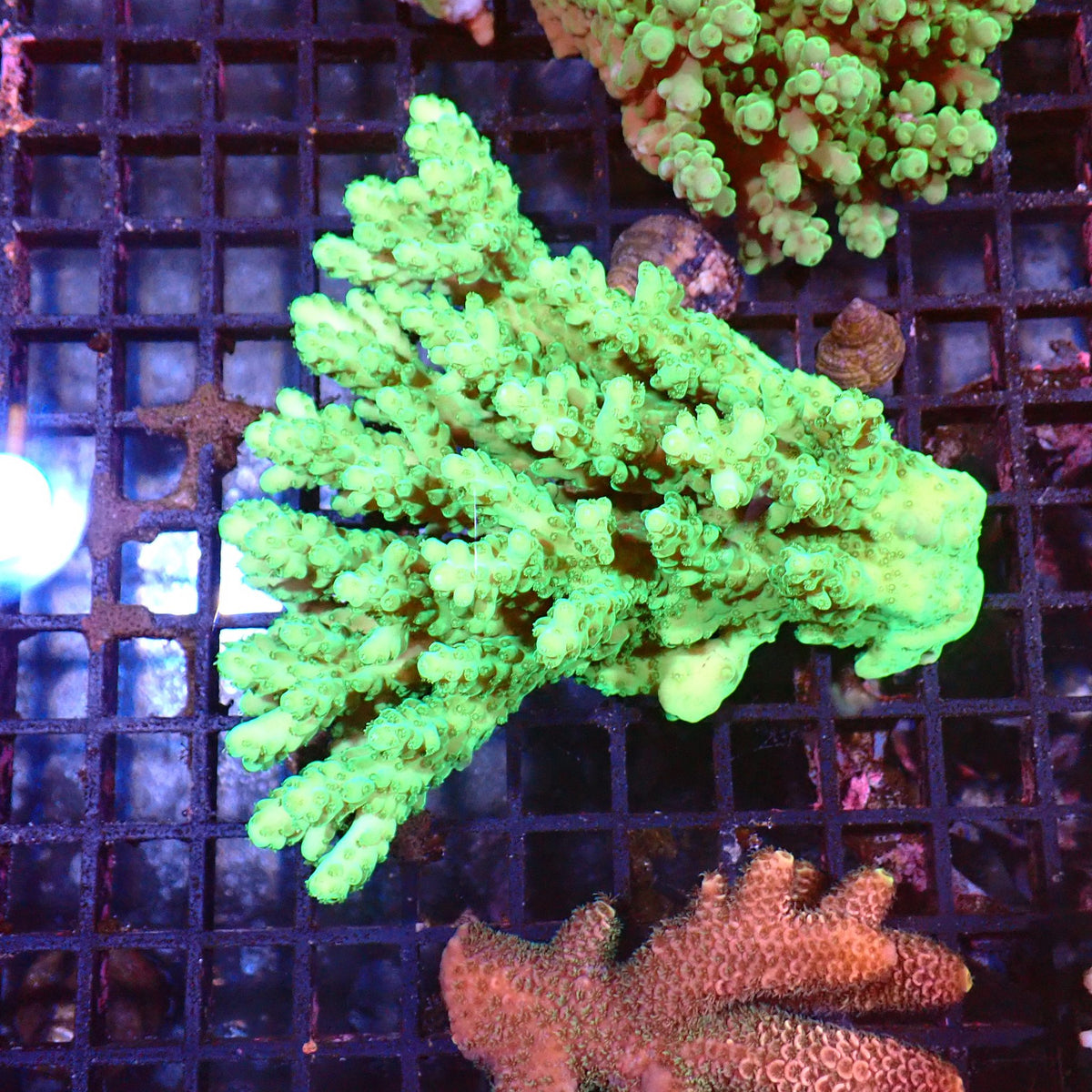 Acropora (SPS) AA002 | Acropora sp. - Red Sea 15K
