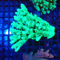 Acropora (SPS) AA002 | Acropora sp. - Red Sea 20K LED