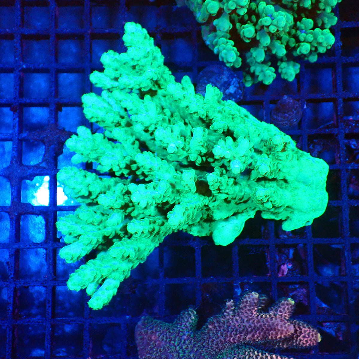 Acropora (SPS) AA002 | Acropora sp. - Red Sea 20K LED