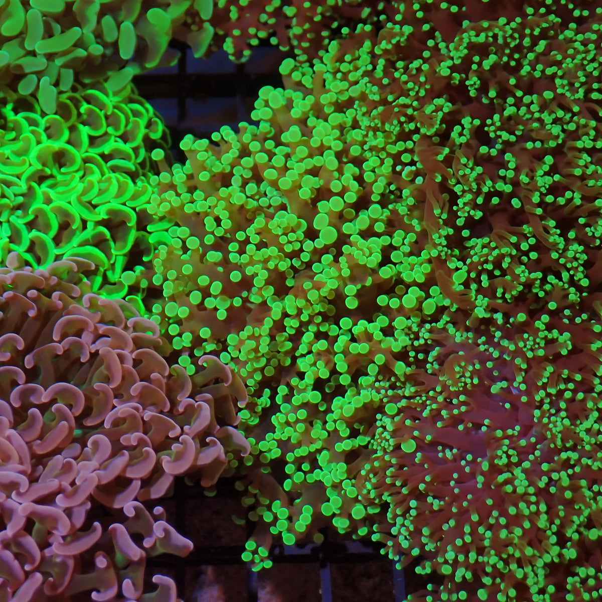 Euphyllia Divisa AA002 | Fimbriaphyllia divisa - Red Sea 15K