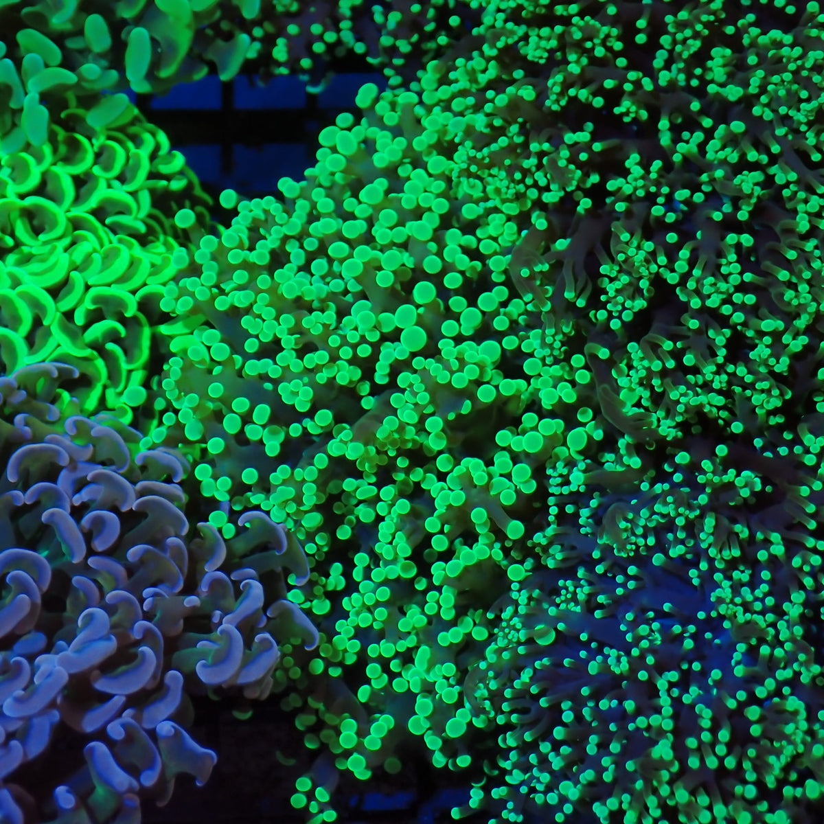 Euphyllia Divisa AA002 | Fimbriaphyllia divisa - Red Sea 20K LED