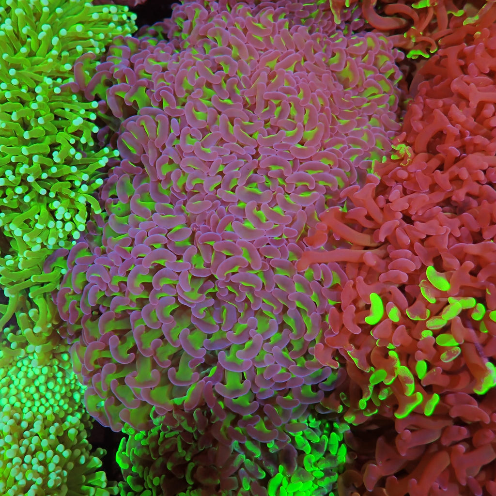 Euphyllia Ancora AA002 | Fimbriaphyllia ancora - Red Sea 15K