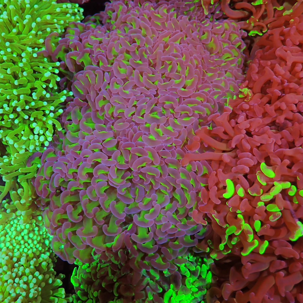 Euphyllia Ancora AA002 | Fimbriaphyllia ancora - Red Sea 15K