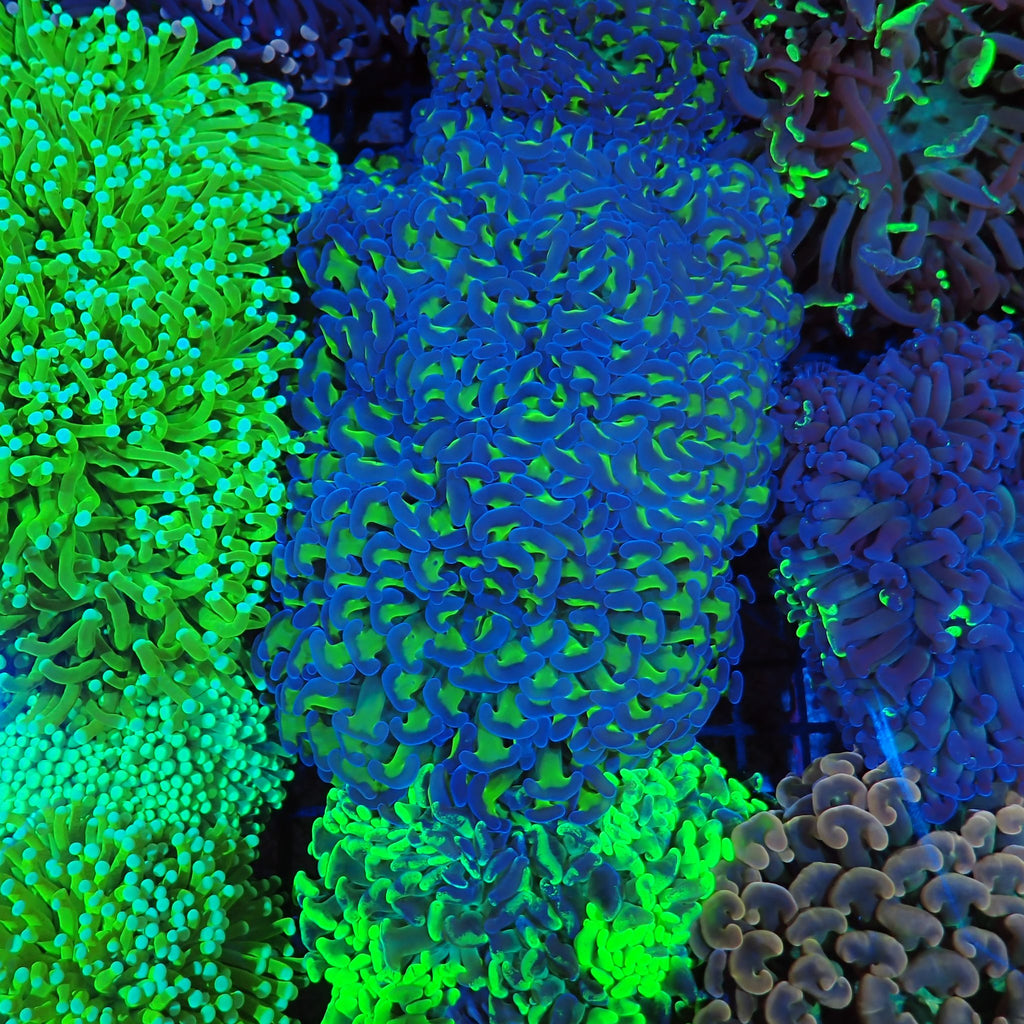 Euphyllia Ancora AA002 | Fimbriaphyllia ancora - Red Sea 20K LED