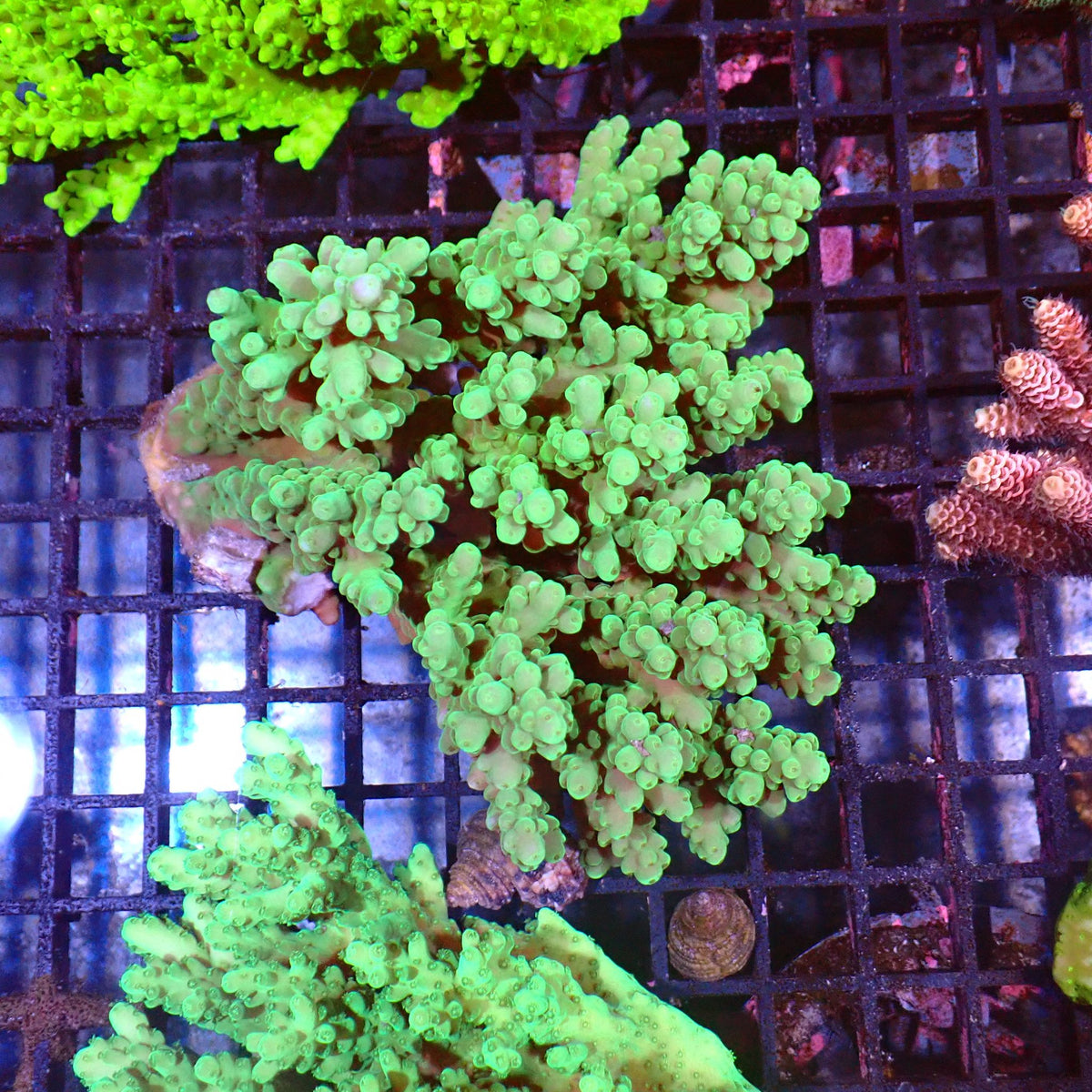 Acropora (SPS) AA003 | Acropora sp. - Red Sea 15K