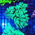 Acropora (SPS) AA003 | Acropora sp. - Red Sea 20K LED