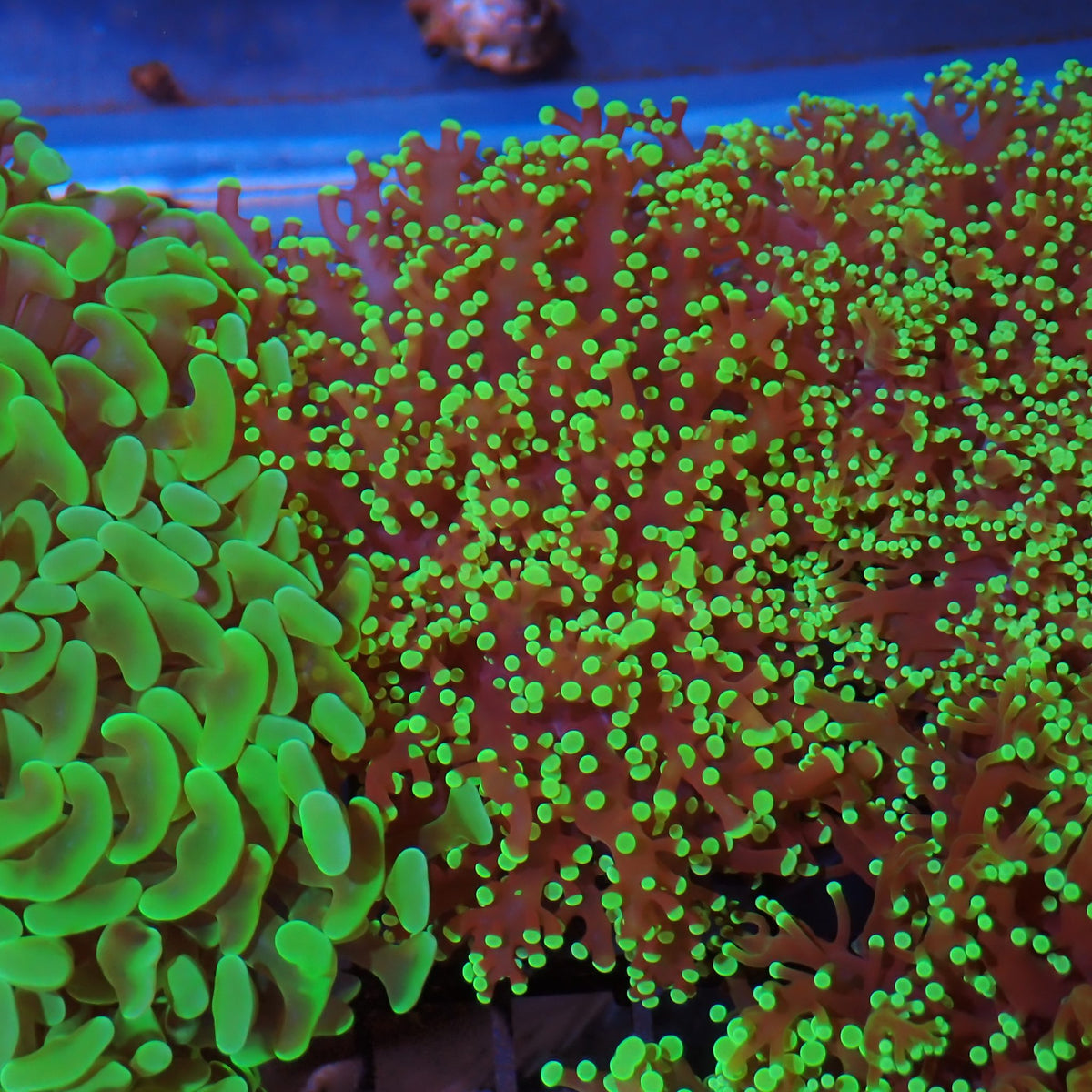 Euphyllia Divisa AA003 | Fimbriaphyllia divisa at ← Red Sea 15k