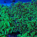 Euphyllia Divisa AA003 | Fimbriaphyllia divisa - Red Sea 20K LED