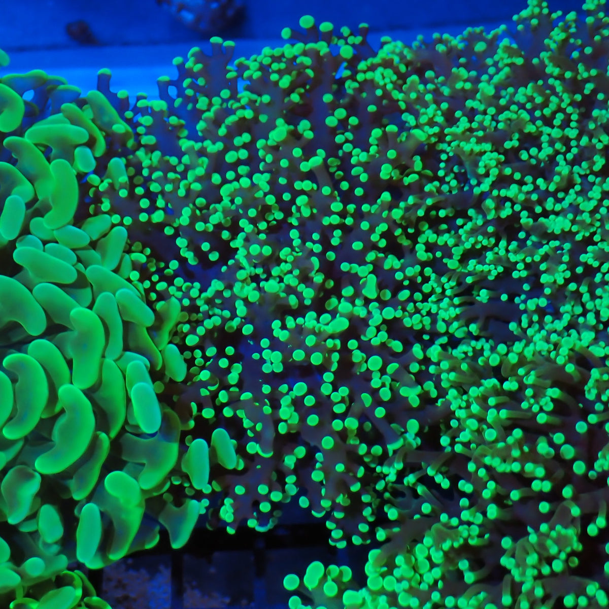 Euphyllia Divisa AA003 | Fimbriaphyllia divisa - Red Sea 20K LED