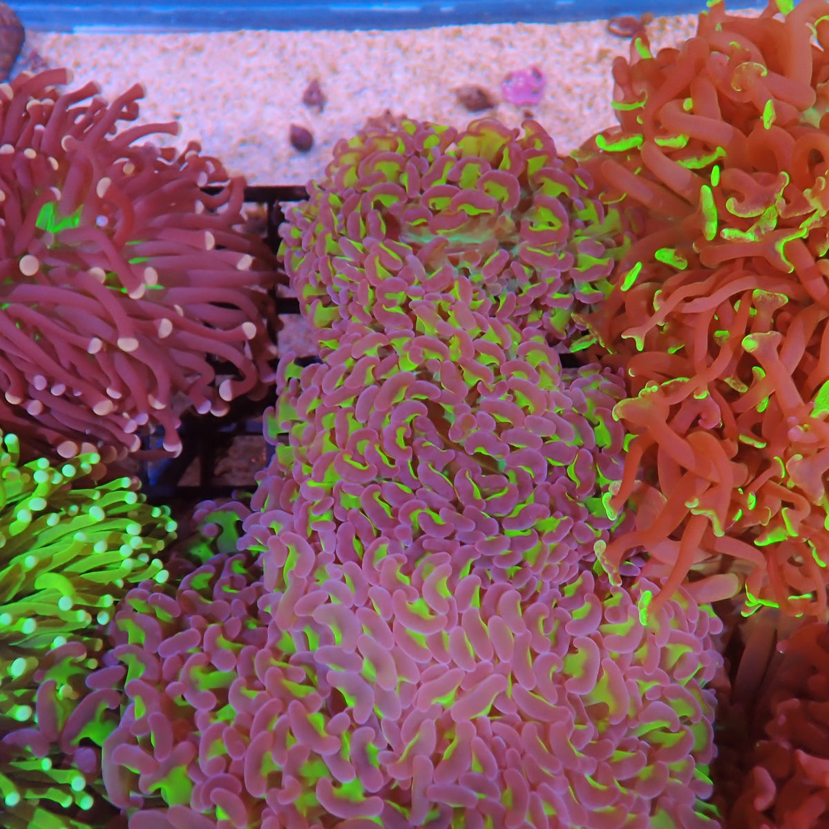 Euphyllia Ancora AA003 | Fimbriaphyllia ancora - Red Sea 15K