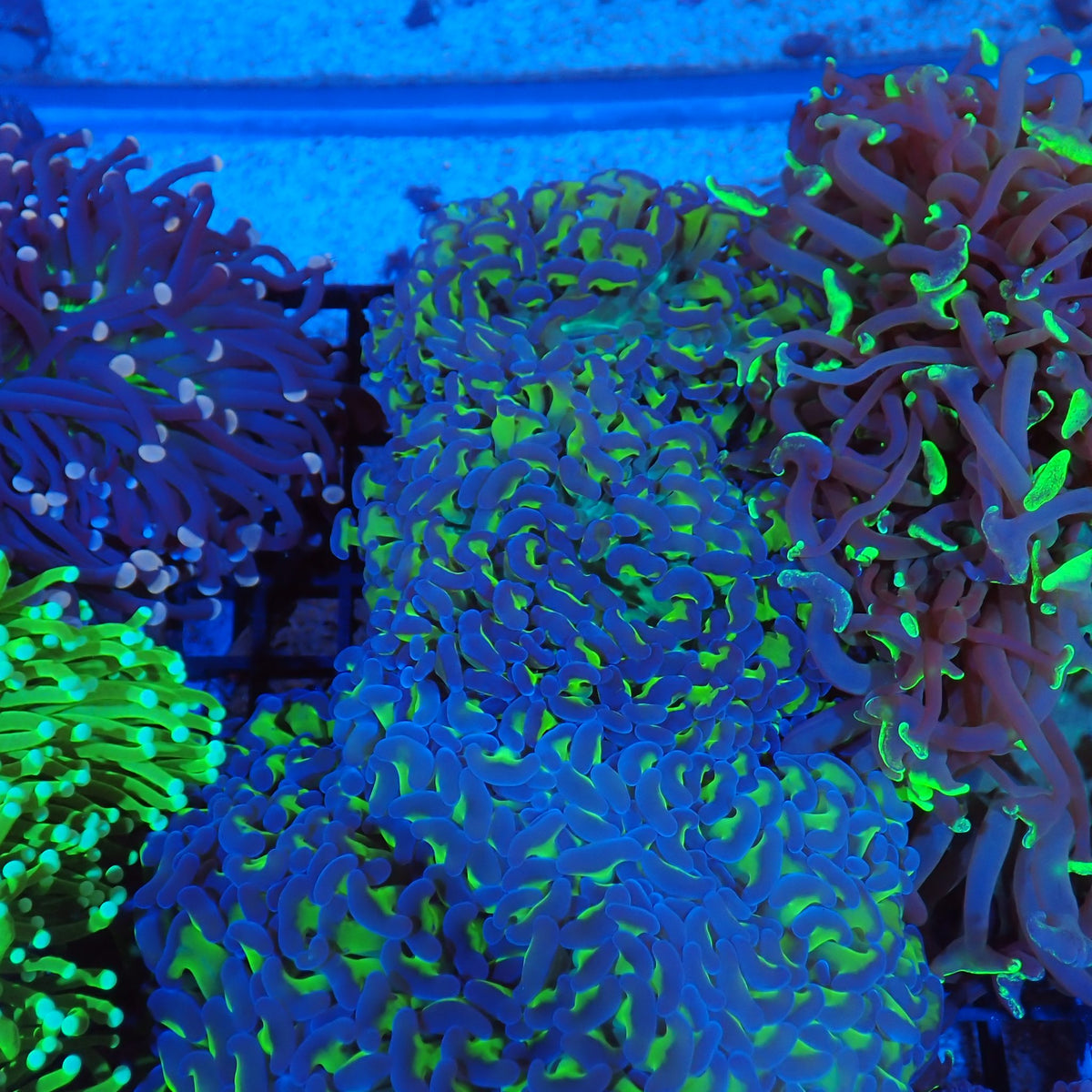 Euphyllia Ancora AA003 | Fimbriaphyllia ancora - Red Sea 20K LED