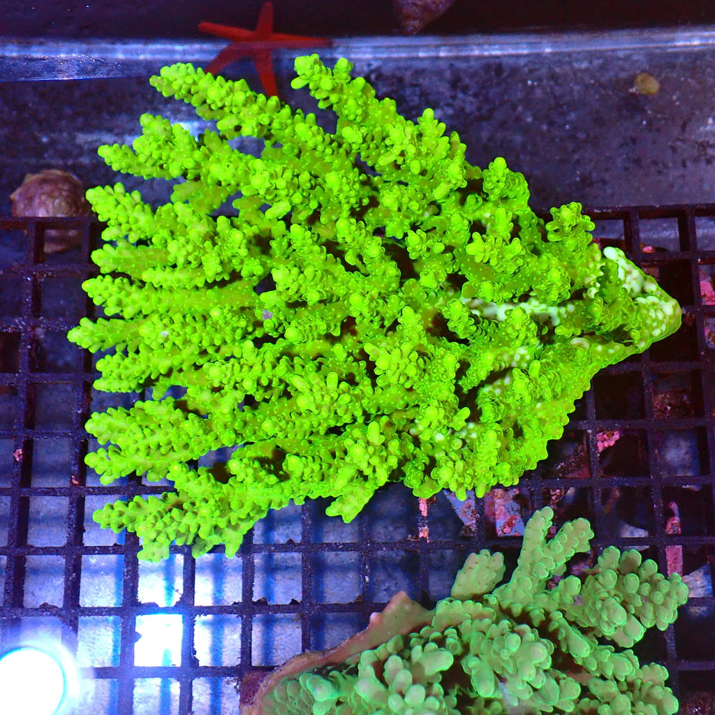 Acropora (SPS) AA004 | Acropora sp. - Red Sea 15K