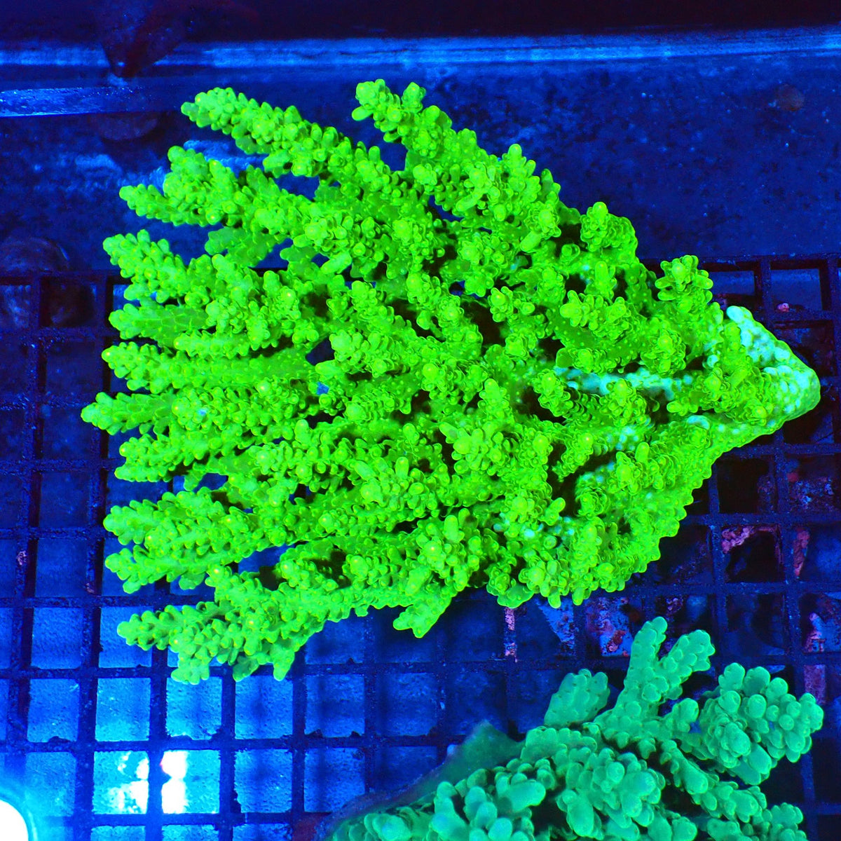 Acropora (SPS) AA004 | Acropora sp. at Red Sea 20k →
