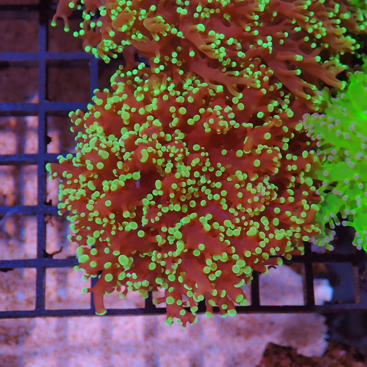 Euphyllia Divisa AA004 | Fimbriaphyllia divisa at ← Red Sea 15k