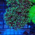 Euphyllia Divisa AA004 | Fimbriaphyllia divisa - Red Sea 20K LED