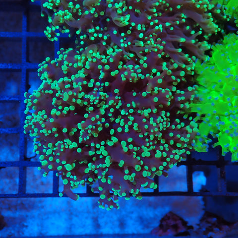 Euphyllia Divisa AA004 | Fimbriaphyllia divisa - Red Sea 20K LED