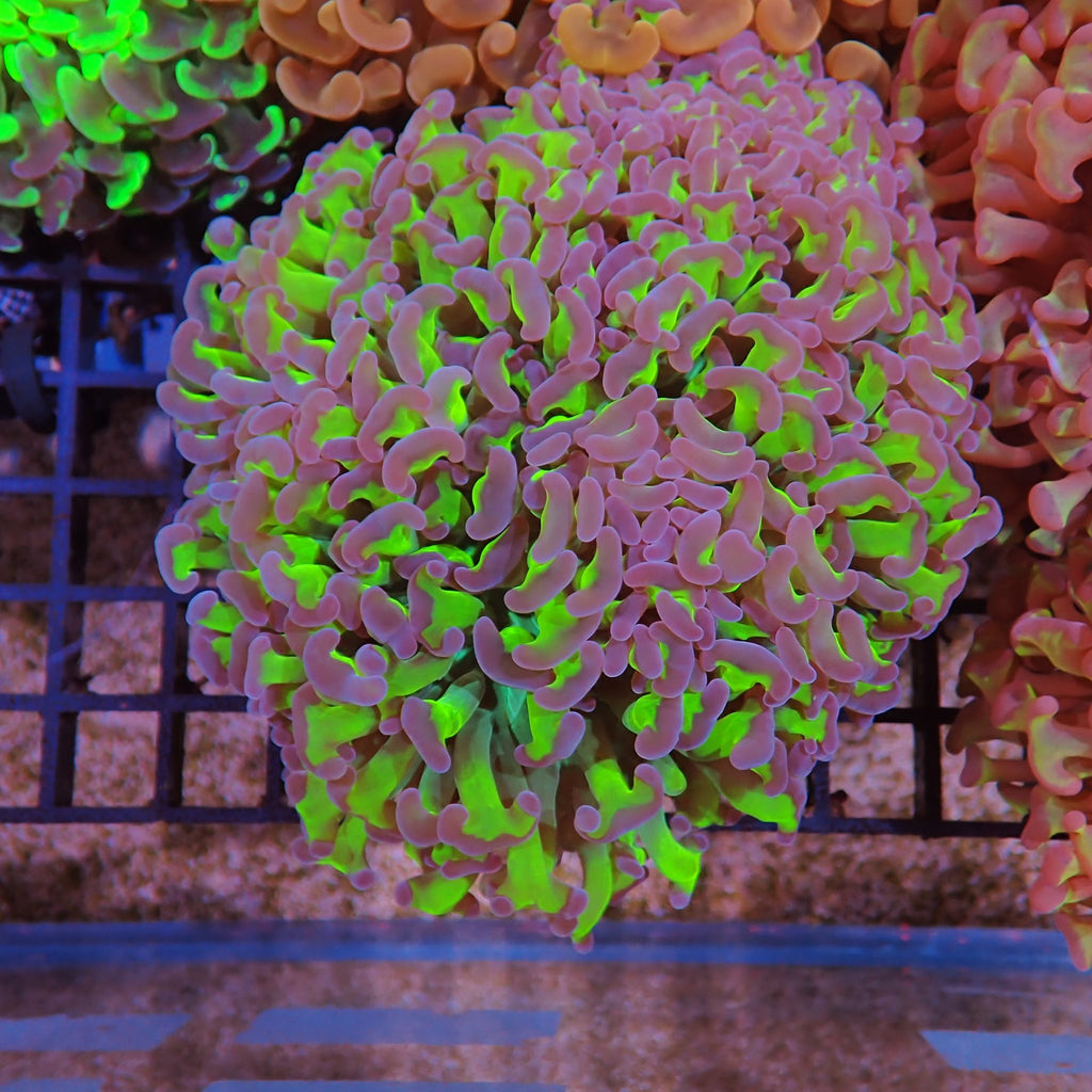 Euphyllia Ancora AA004 | Fimbriaphyllia ancora - Red Sea 15K