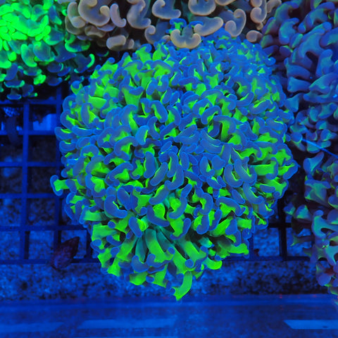 Euphyllia Ancora AA004 | Fimbriaphyllia ancora - Red Sea 20K LED