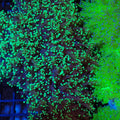 Euphyllia Divisa AA005 | Fimbriaphyllia divisa - Red Sea 20K LED