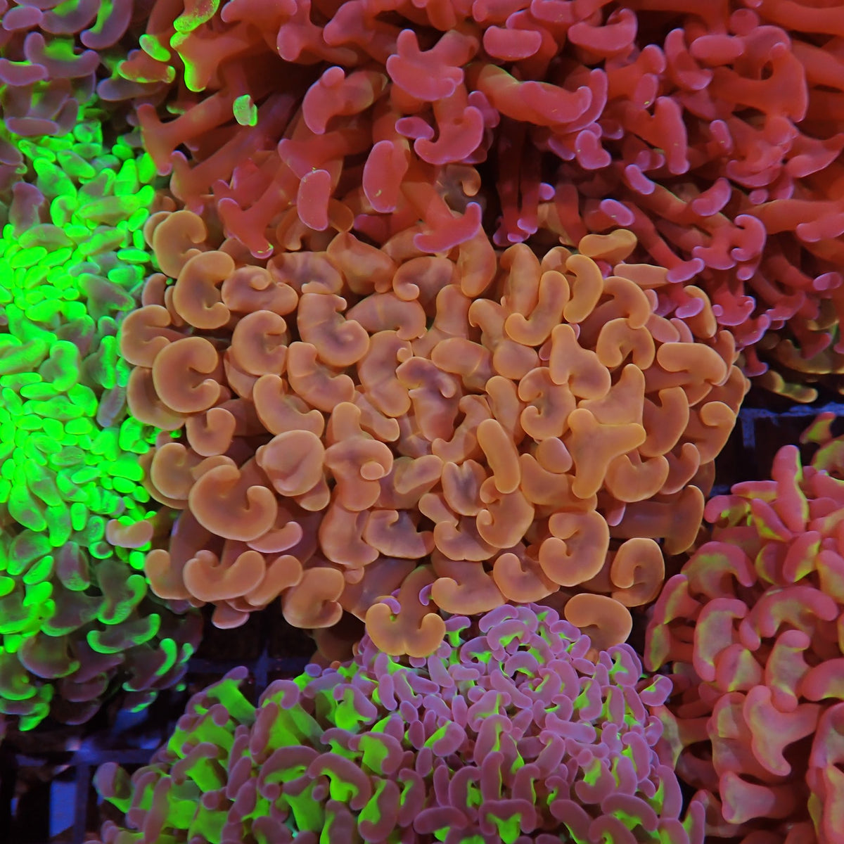 Euphyllia Ancora AA005 | Fimbriaphyllia ancora at ← Red Sea 15k