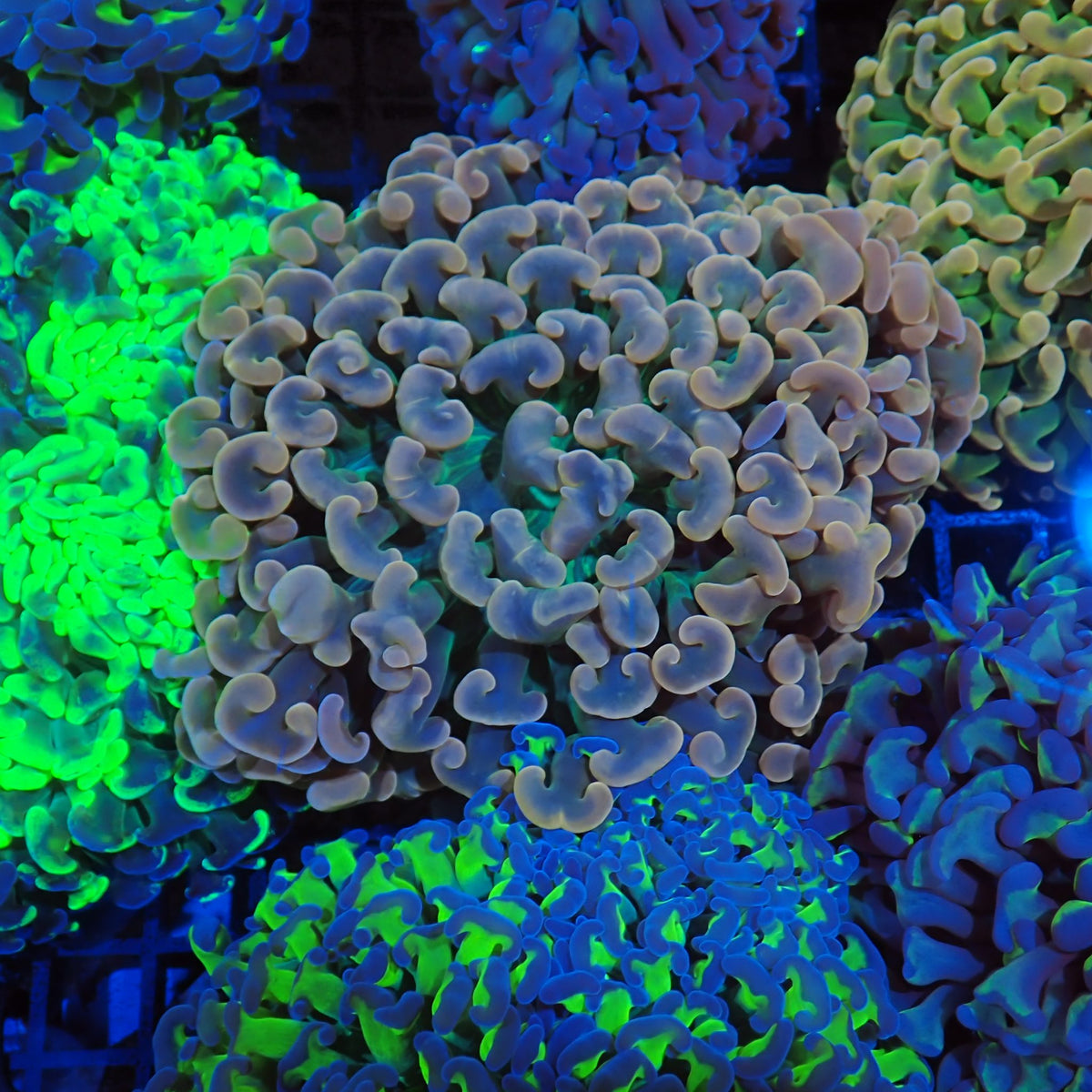 Euphyllia Ancora AA005 | Fimbriaphyllia ancora at Red Sea 20k →
