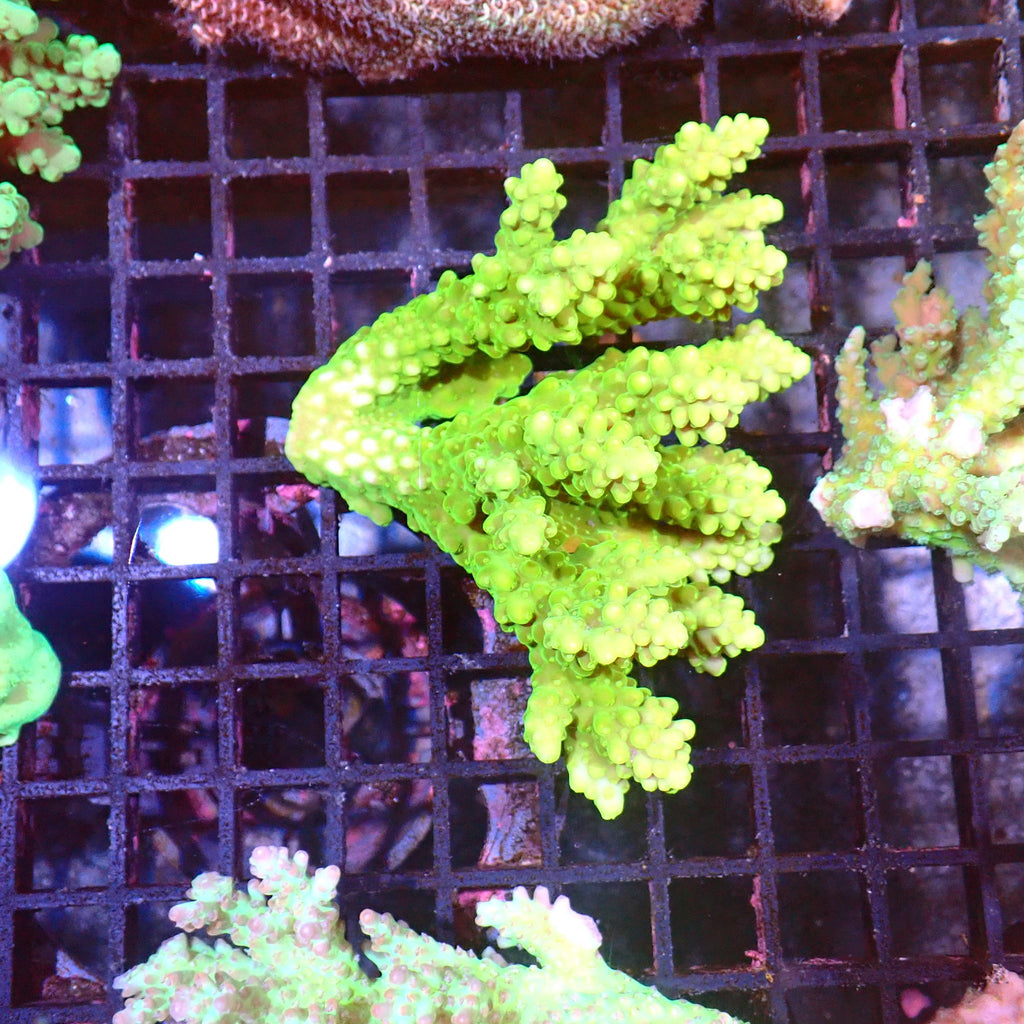 Acropora (SPS) AA006 | Acropora sp. - Red Sea 15K
