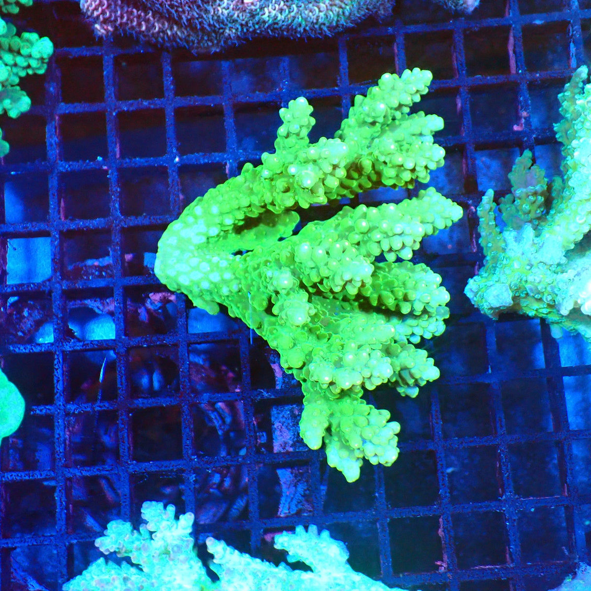 Acropora (SPS) AA006 | Acropora sp. - Red Sea 20K LED