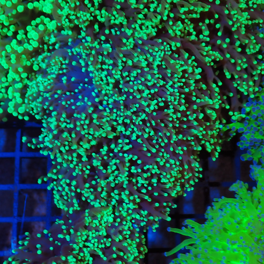 Euphyllia Divisa AA006 | Fimbriaphyllia divisa - Red Sea 20K LED