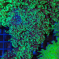 Euphyllia Divisa AA006 | Fimbriaphyllia divisa - Red Sea 20K LED