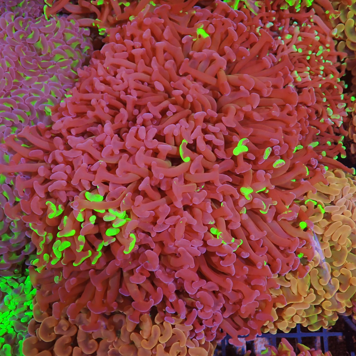 Euphyllia Ancora AA006 | Fimbriaphyllia ancora at ← Red Sea 15k