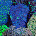 Euphyllia Ancora AA006 | Fimbriaphyllia ancora - Red Sea 20K LED