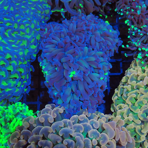 Euphyllia Ancora AA006 | Fimbriaphyllia ancora - Red Sea 20K LED