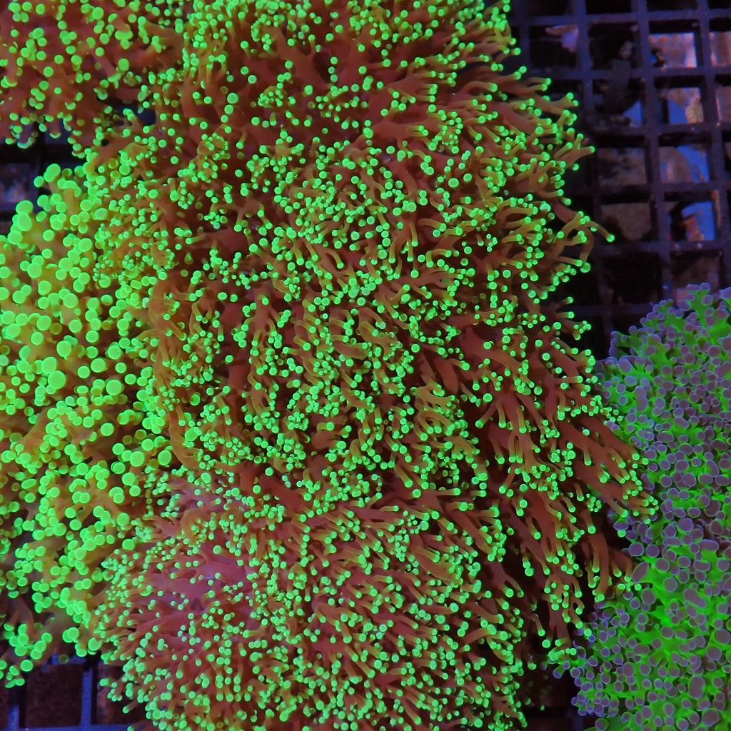 Euphyllia Divisa AA007 | Fimbriaphyllia divisa - Red Sea 15K