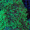 Euphyllia Divisa AA007 | Fimbriaphyllia divisa - Red Sea 20K LED