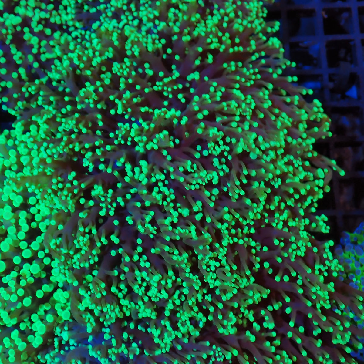 Euphyllia Divisa AA007 | Fimbriaphyllia divisa - Red Sea 20K LED