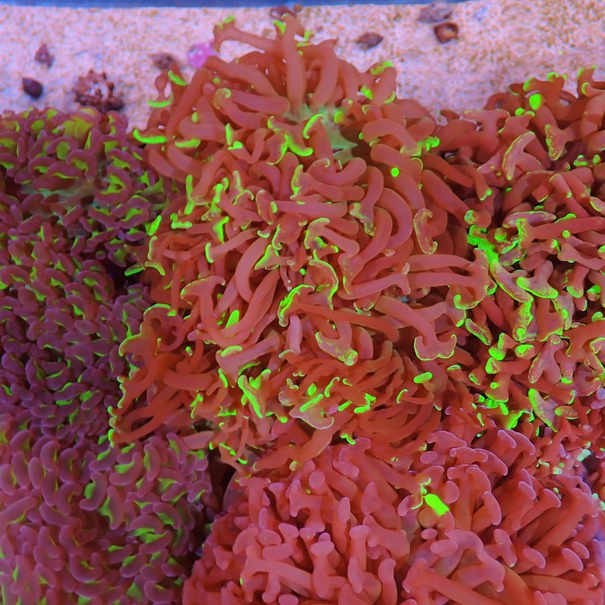 Euphyllia Ancora AA007 | Fimbriaphyllia ancora - Red Sea 15K
