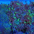 Euphyllia Ancora AA007 | Fimbriaphyllia ancora - Red Sea 20K LED