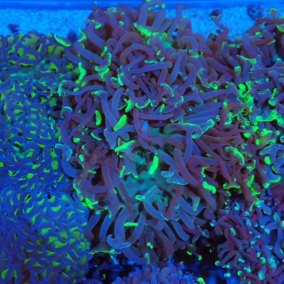 Euphyllia Ancora AA007 | Fimbriaphyllia ancora at Red Sea 20k →