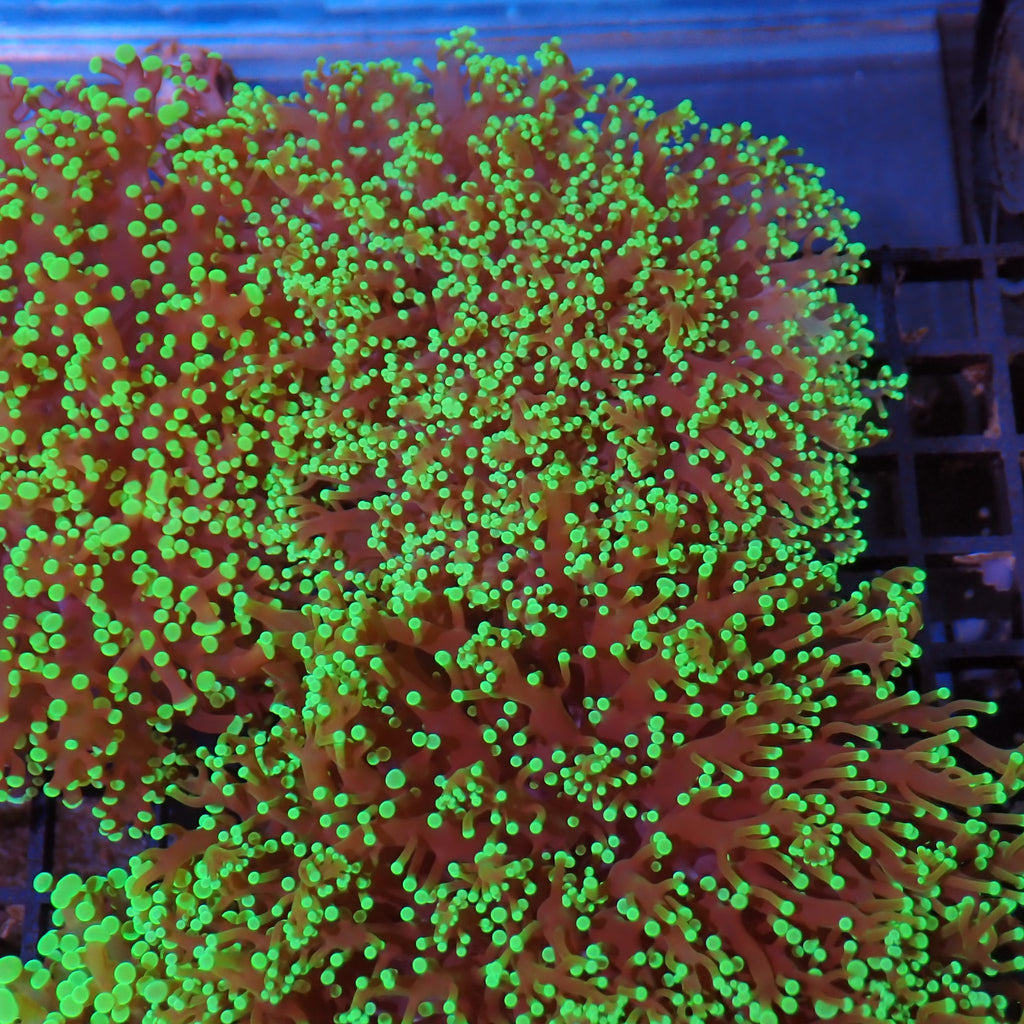 Euphyllia Divisa AA008 | Fimbriaphyllia divisa - Red Sea 15K