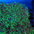 Euphyllia Divisa AA008 | Fimbriaphyllia divisa - Red Sea 20K LED