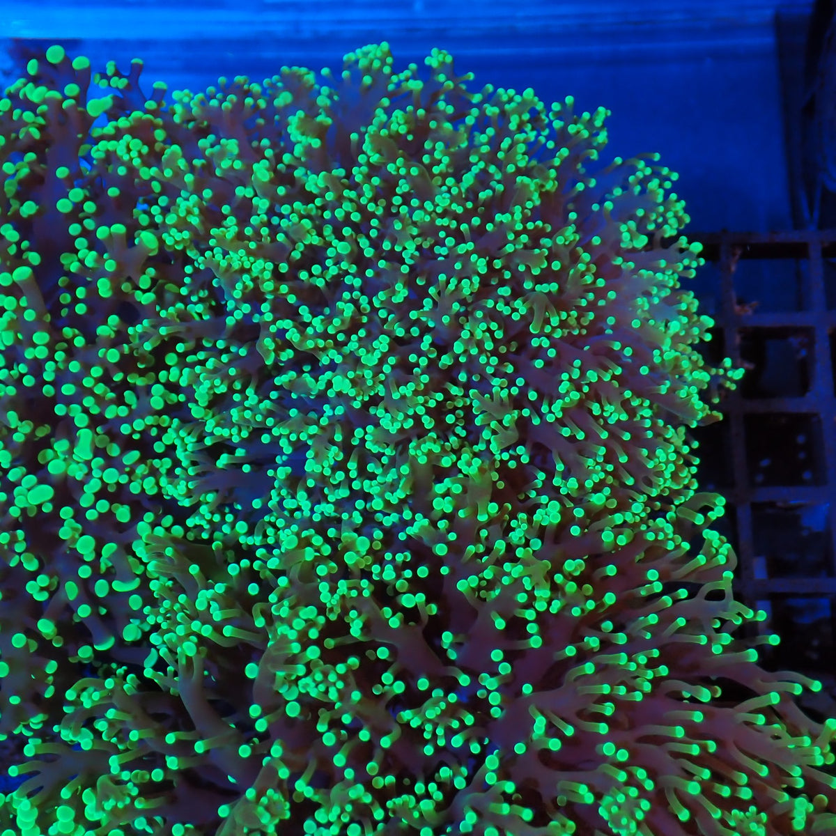 Euphyllia Divisa AA008 | Fimbriaphyllia divisa at Red Sea 20k →