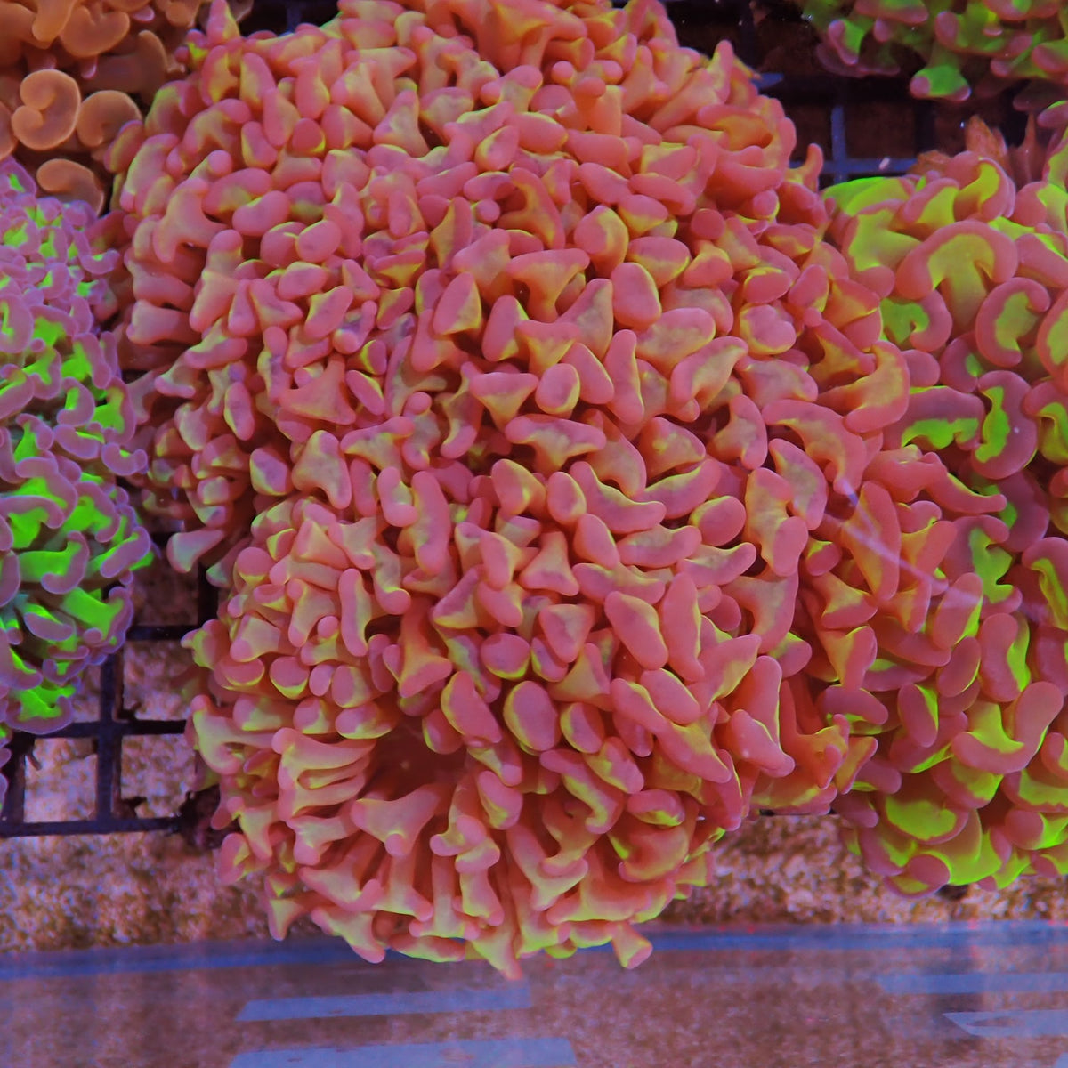 Euphyllia Ancora AA008 | Fimbriaphyllia ancora at ← Red Sea 15k